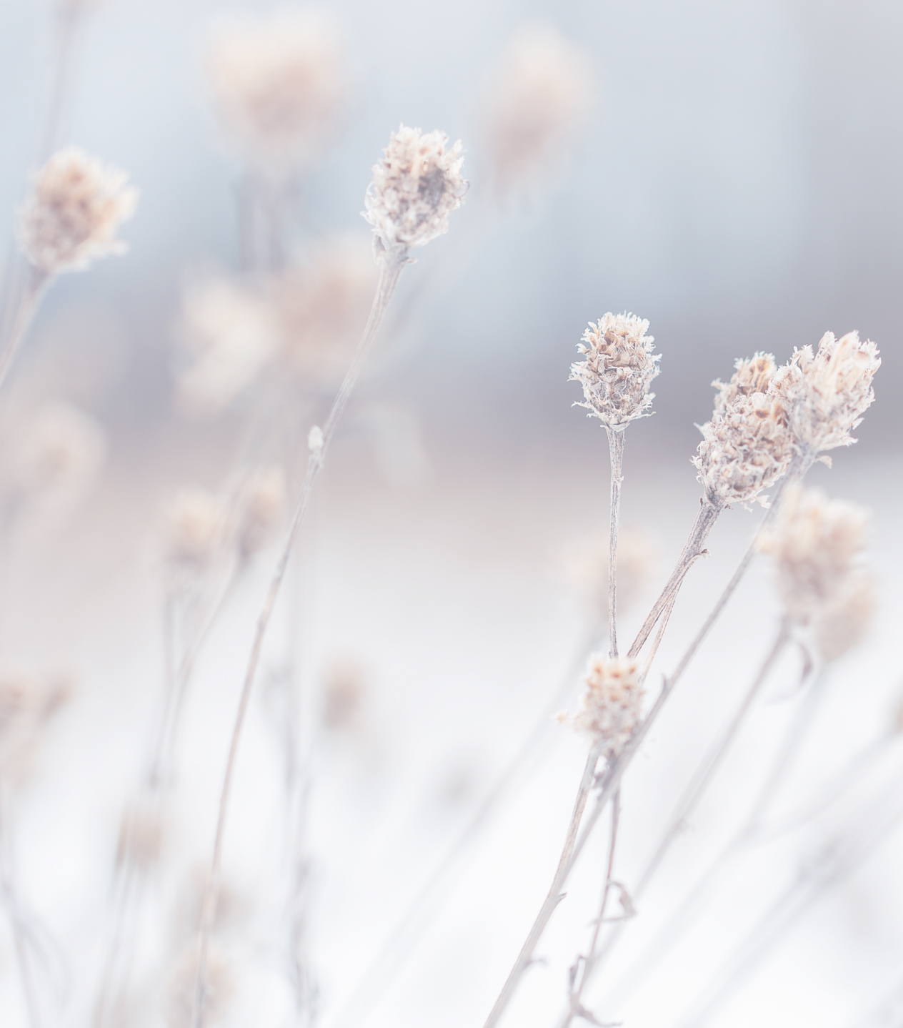 Blommor
